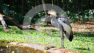 Grey Crowned Crane Birds