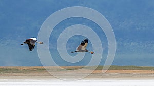 Grey Crowned Crane, birds flying