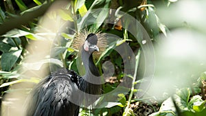 Grey Crowned Crane in the bush