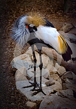 Grey Crowned Crane in captivity grooming feathers standing on rocks.
