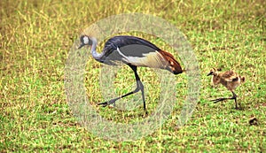 Grey crowned crane chick following the mother, Kenya