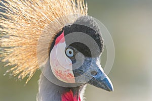 Grey crowned crane Close up portrait Balearica regulorum National bird of Uganda