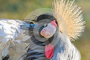 Grey crowned crane Close up portrait Balearica regulorum National bird of Uganda