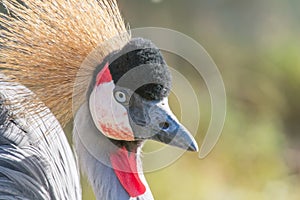 Grey crowned crane Close up portrait Balearica regulorum National bird of Uganda