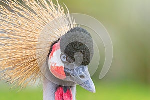 Grey crowned crane Close up portrait Balearica regulorum National bird of Uganda