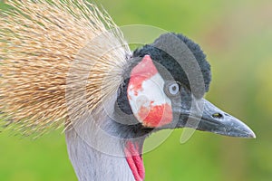 Grey crowned crane Close up portrait Balearica regulorum National bird of Uganda