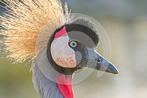 Grey crowned crane Close up portrait Balearica regulorum National bird of Uganda