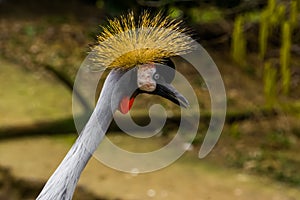 Grey crowned crane in closeup with its face, funny tropical bird, endangered animal specie from Africa
