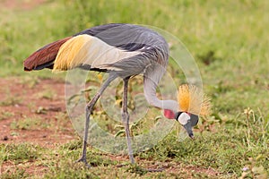 Grey Crowned Crane Eating