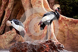 Grey Crowned Crane in a exclusive ambient