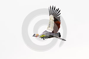 A grey crowned crane in flight