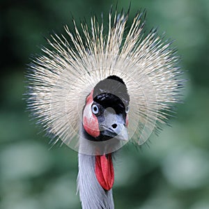 Grey crowned crane with green background