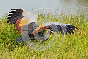 Grey Crowned Crane Intimidating