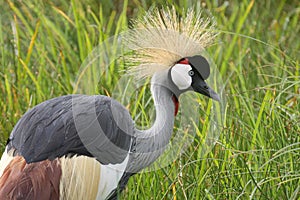 Grey crowned crane in lush green grass
