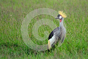 Grey crowned crane, Maasai Mara Game Reserve, Kenya