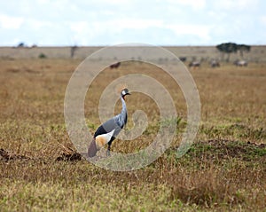 Grey Crowned Crane on the Masai Mara