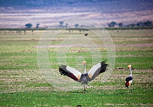 Grey Crowned Crane. The national bird of Uganda