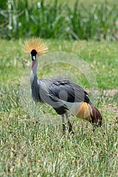 Grey crowned crane on Ngorongoro Conservation Area