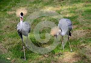 Grey crowned crane