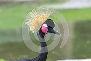 Grey Crowned Crane Portrait.