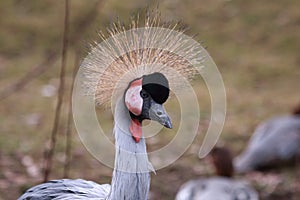 Grey crowned crane portrait of this beautiful bird