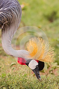 Grey Crowned Crane Portrait Eating