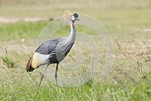 Grey Crowned Crane on savanna