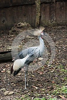Grey crowned crane ; Scientific name Balearica regulorum