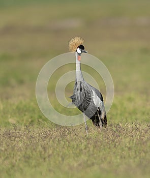 Grey-crowned Crane seent at Masai Mara