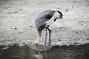 Grey crowned crane on the shore of a pond, drinking water.