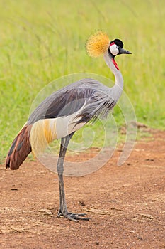 Grey Crowned Crane Side Portrait