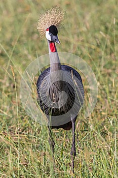 Grey Crowned Crane standing in the grass