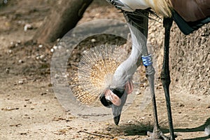 Grey crowned crane standing head close-up