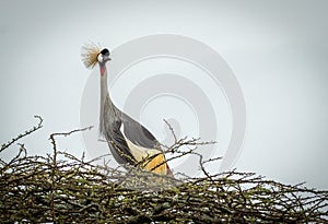A Grey crowned crane standing in a nest in Africa.