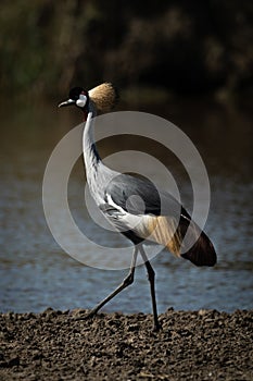 Grey crowned crane strides along river bank photo