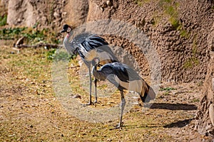 A Grey Crowned Crane in Tucson, Arizona