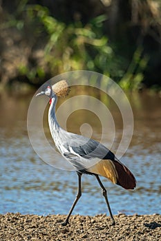 Grey crowned crane walks along muddy riverbank