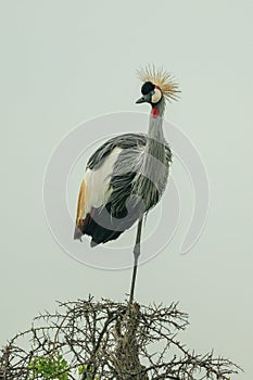Grey crowned crane watching camera from thornbush