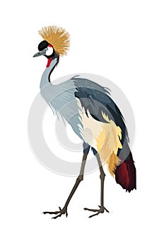 Grey Crowned Crane. Water bird. Vector illustration.