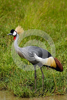 Grey crowned crane at waters edge