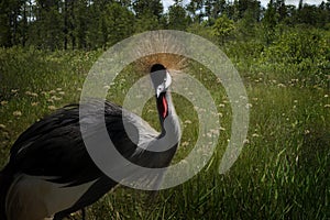 Grey Crowned Crane in a Wild Meadow