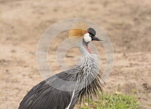 Grey Crowned Crane in the Wilds