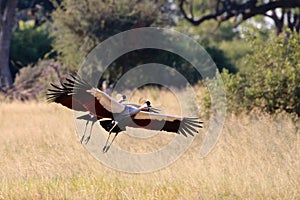 Grey Crowned Crane Zimbabwe, Hwange National Park