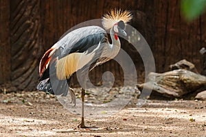 Grey crowned craneBalearica regulorum,bird,animal, wildlife,zoo.