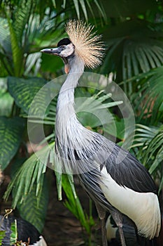 Grey Crowned Cranes