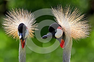 Grey Crowned Cranes - Balearica regulorum, a portrait