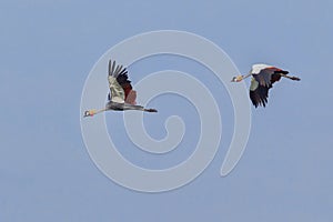 Grey Crowned Cranes Flying