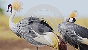 Grey Crowned Cranes grazing on the Mara river bank, beautiful plumage, colourful African bird Wildli