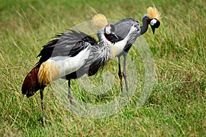 Grey crowned cranes, Maasai Mara Game Reserve, Kenya