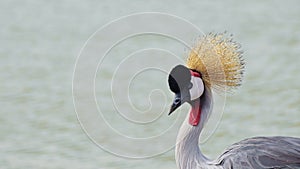 Grey Crowned Cranes on Mara river bank grazing with colourful plumage gracefully in the grasslands,